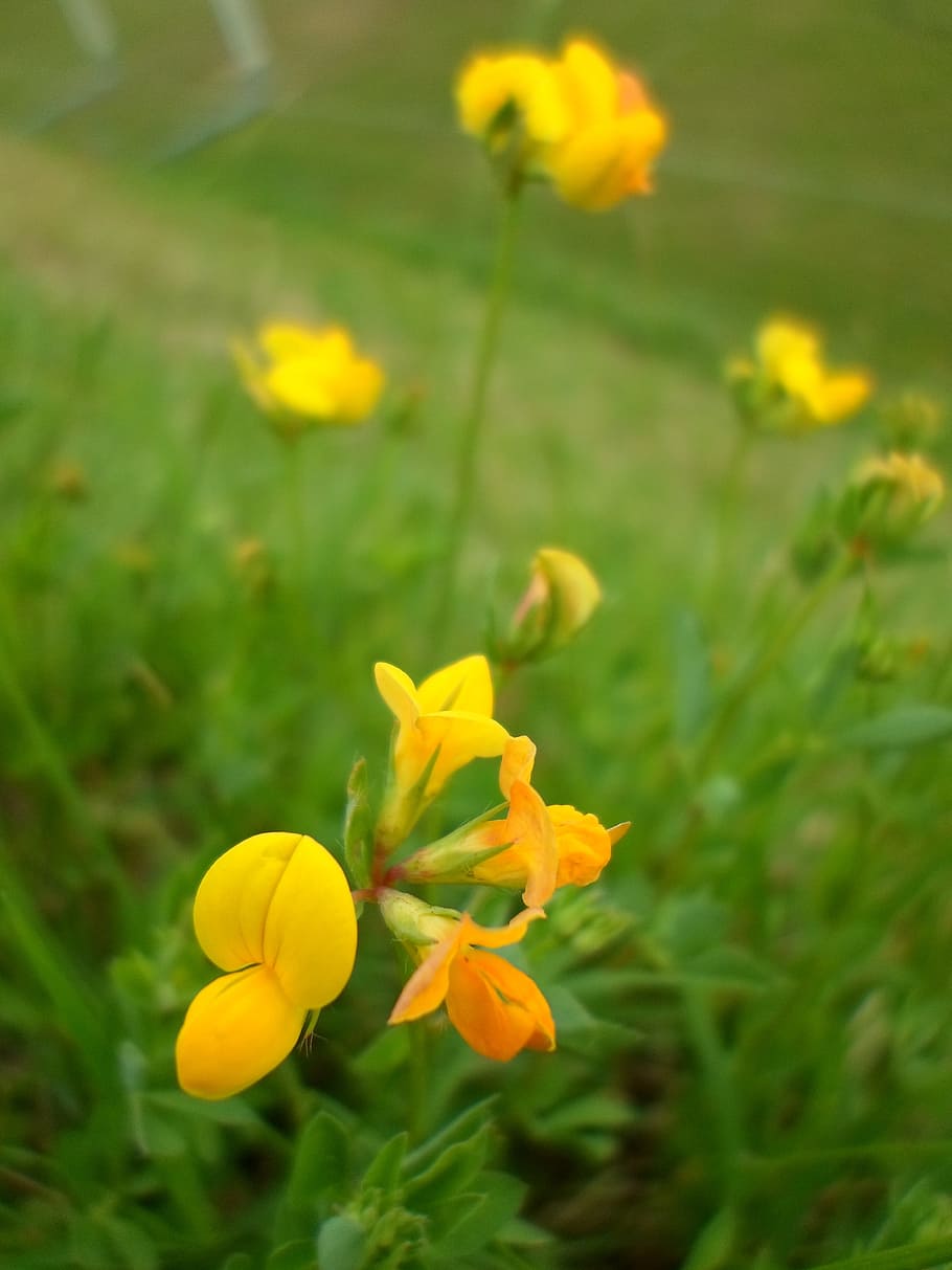 flor, amarillo, verde, flores amarillas, naturaleza, salvaje, primavera,  pétalos, jardín, planta | Pxfuel