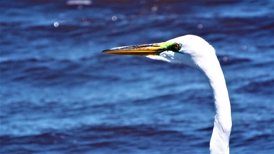 great egret, white, bird, florida, water, outdoors, wildlife, egret, one animal, animals in the wild