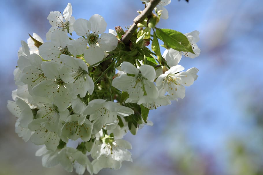 flor de cerejeira, início da primavera, flor, jardim, branco, close-up, planta, fragilidade, frescura, vulnerabilidade