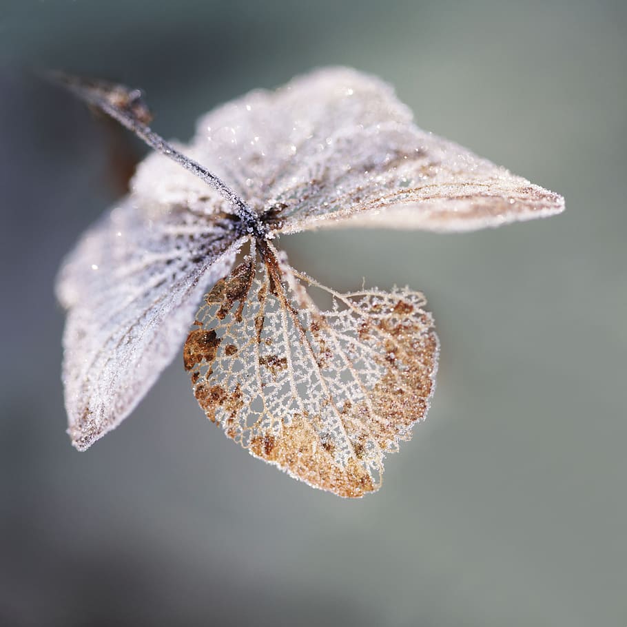macro photo og, brown, leaf, frost, winter, ripe, ice, cold, nature, zing rain