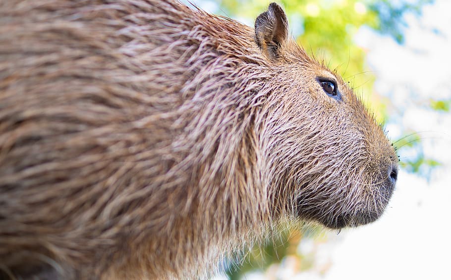 capybara, rodent, nager, mammal, animal world, herbivores, nature, rabbit similar, fur, water