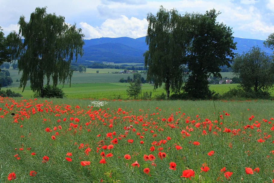 Field, Landscape, Poppies, Village, summer, growth, flower, nature, beauty in nature, plant