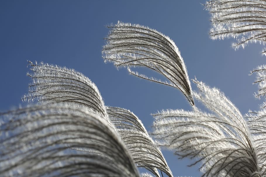 low, angle pampas grass, daytime, silver pool, silver grass, go to the memory bird, sky, autumn, autumn sky, nature
