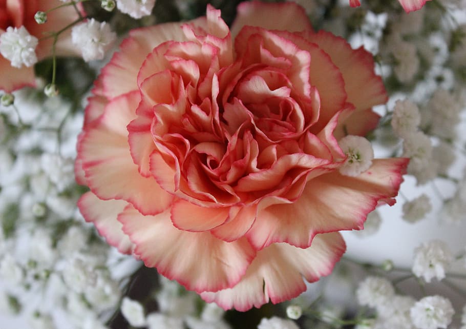 flower, peach carnation, petals, floral, carnation, flowering plant, plant, fragility, beauty in nature, vulnerability