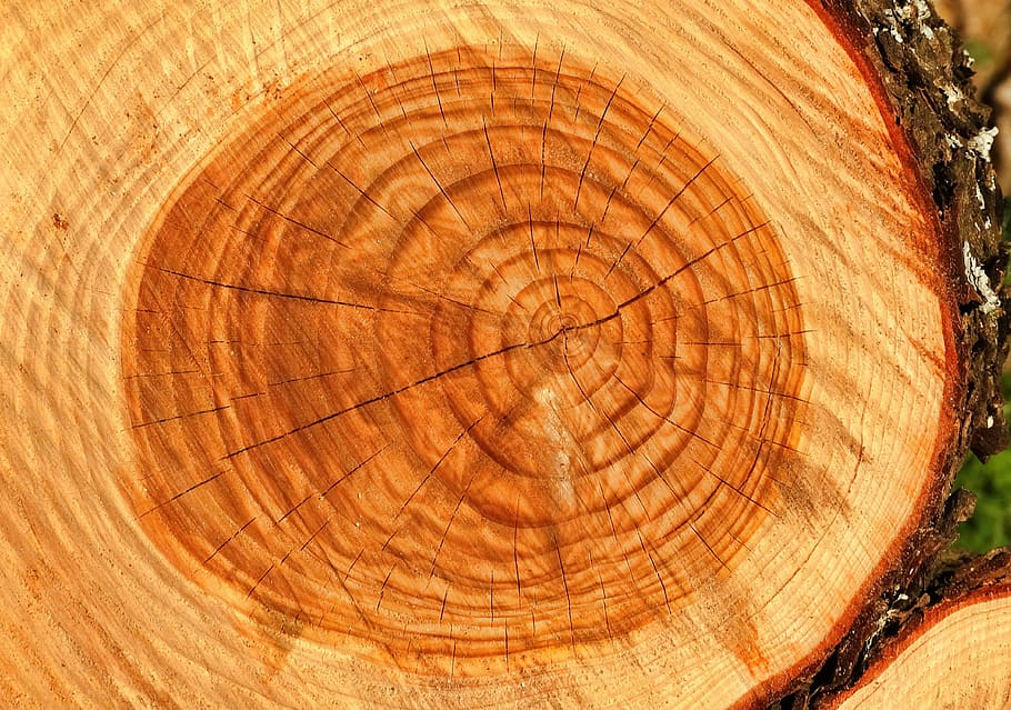 close, trunk, tree, wood, wood - Material, log, tree Trunk, lumber Industry, nature, circle
