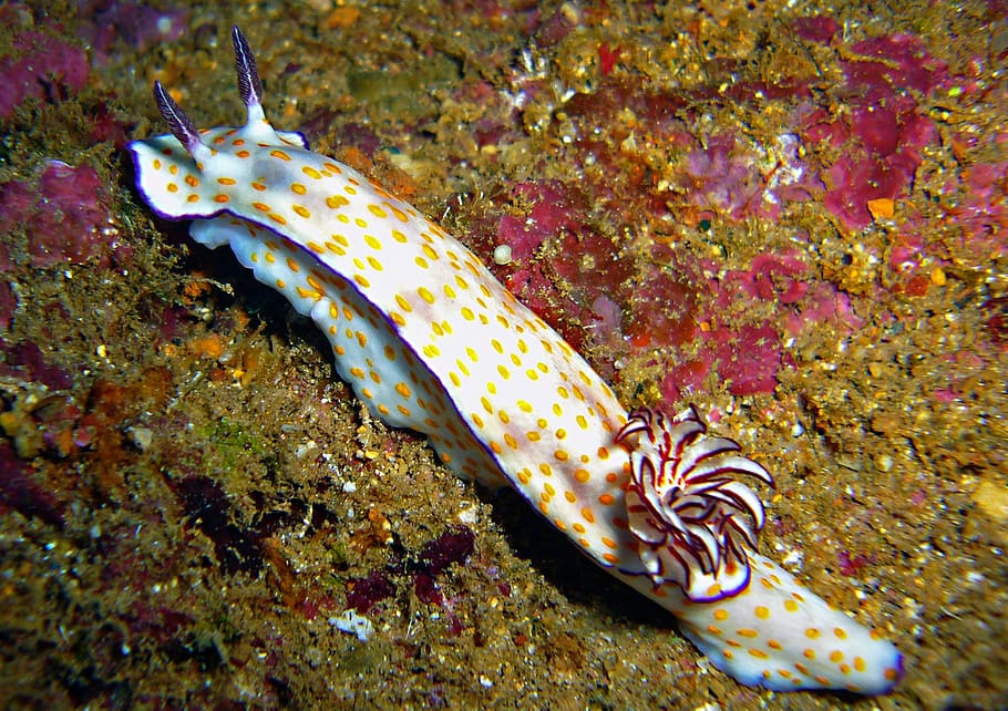 white, yellow, sea slug, brown, surface, sea snail, slug, underwater, diving, underwater world