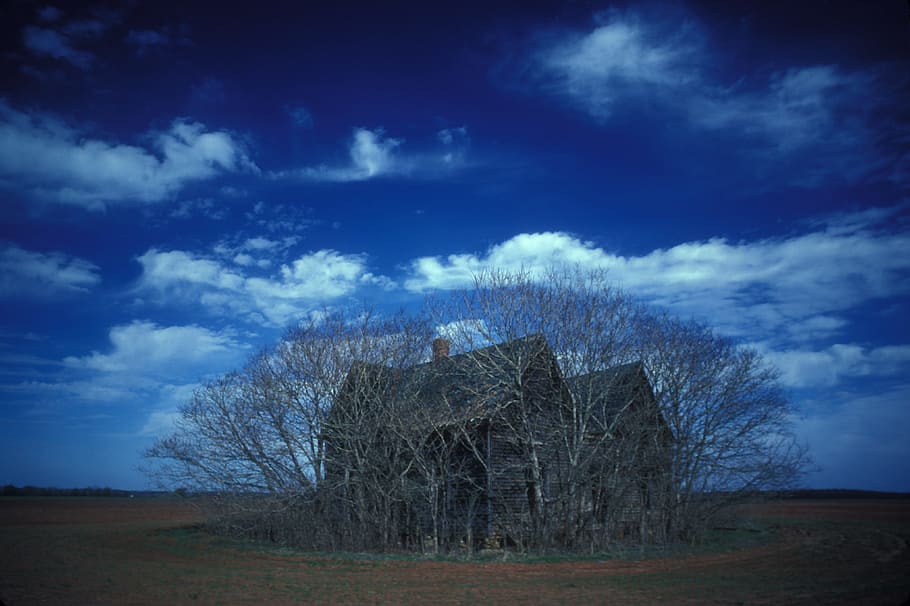 brown, house, surrounded, leafless tree, farmhouse, abandoned, old, building, sky, landscape