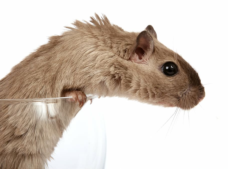 brown, mouse, white, background, animal, attractive, beautiful, close, concept, conceptual