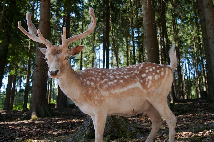veado na floresta, Hirsch, veado-vermelho, grátis, selvagem, veado, cervo sika, corça, chifre, vida selvagem animal