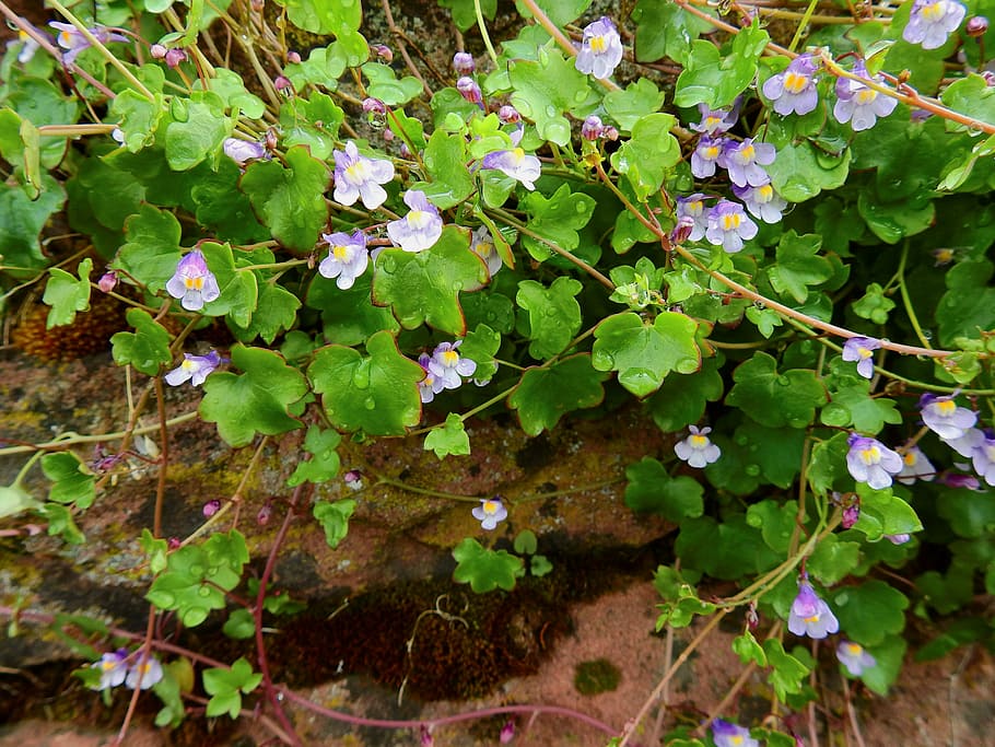 wallflower, dulcimer herb, wall plant, blossom, bloom, wall flower, ornamental plant, medicinal plant, zymbelkraut, half light plant