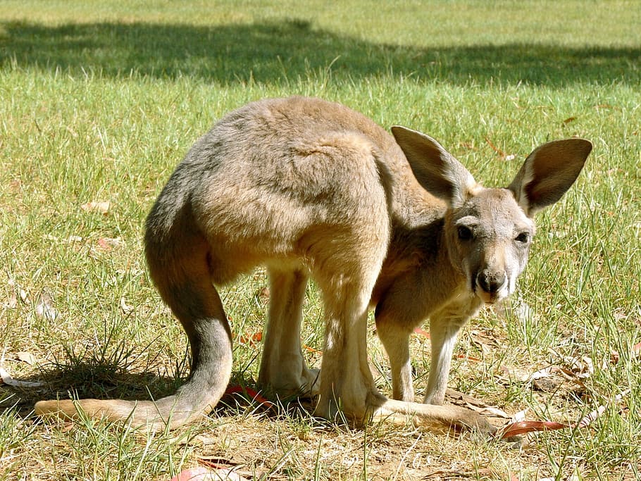 Canguru, Marsupial, Austrália, Joey, animais selvagens, mamífero, selvagem, australiano, jardim zoológico, salto