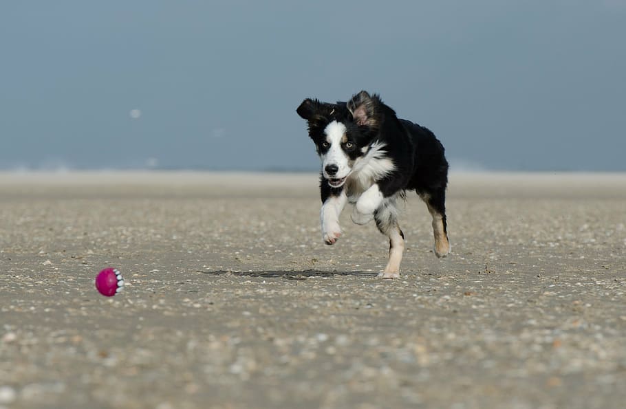 el perro corre tras la pelota, con pelota, perro joven, playa, juguetón, jugar, diversión, perro, juego de pelota, perro pastor británico