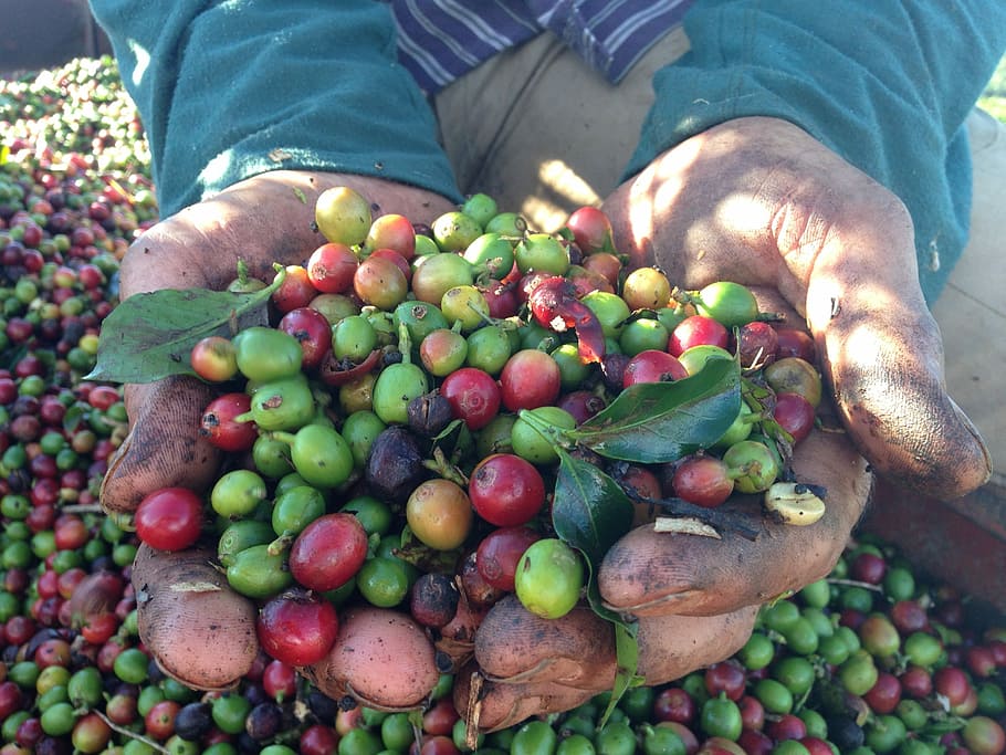 close-up, bulat, hijau, merah, buah-buahan, orang, tangan, bulat hijau, kopi, panen