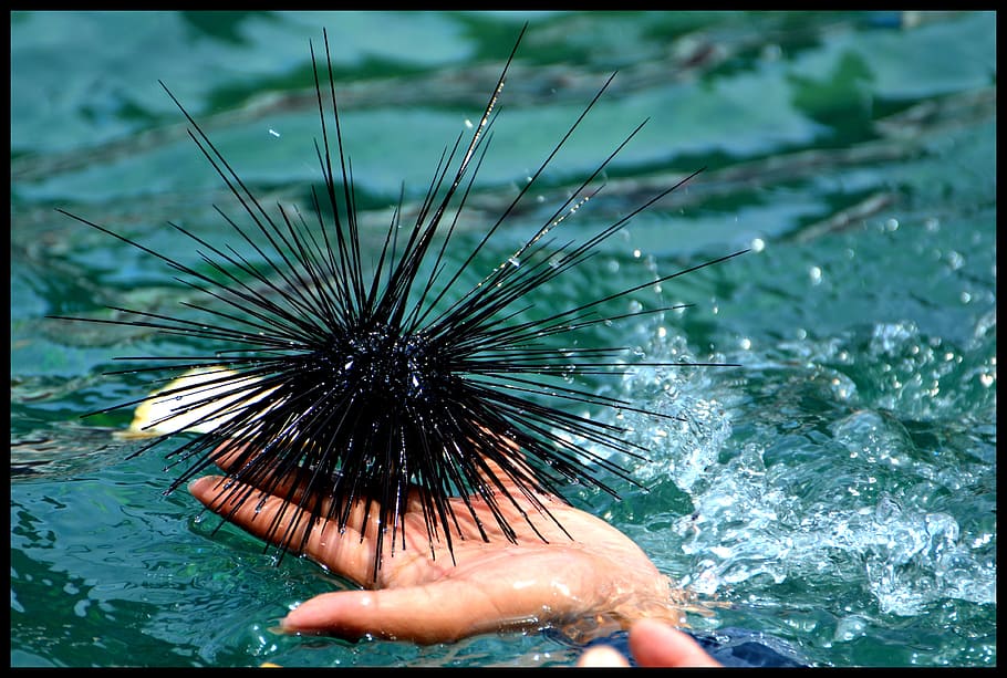 person, holding, black, sea urchin, sea ​​urchin, diving, sea, ocean, water, one person