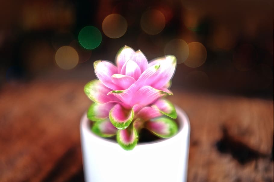 pink, flower, vase, display, wooden, table, flowering plant, freshness, plant, pink color