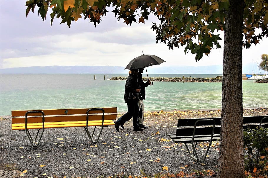 person, walking, body, water, daytime, umbrella, rain, autumn, yellow leaves, para