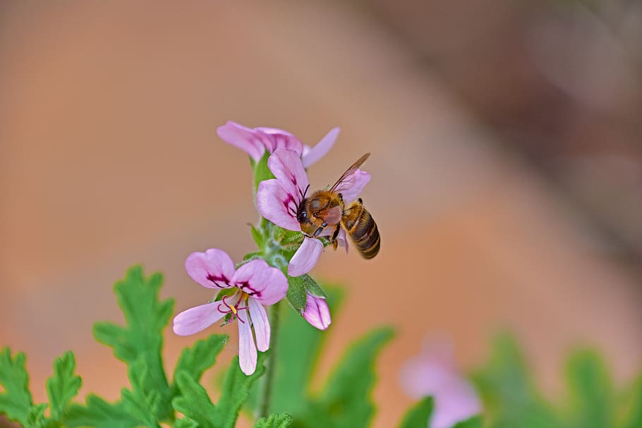 пчела, цветок, насекомые, пыльца, нектар, сад, весна, цветущее растение, беспозвоночный, темы животных