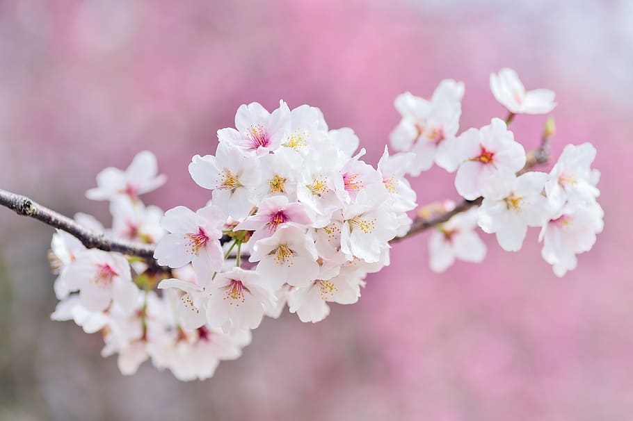 close, photograph, pink, petaled flowers, japan, landscape, spring, plant, cherry, flowers