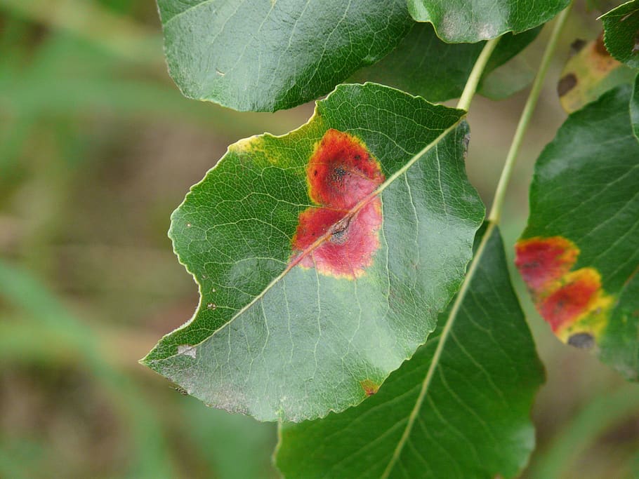 gymnosporangium fuscum, leaf disease, birnbaum leaves, pear, disease, infestation, ill, gymnosporangium sabinae, rust fungus, uredinales
