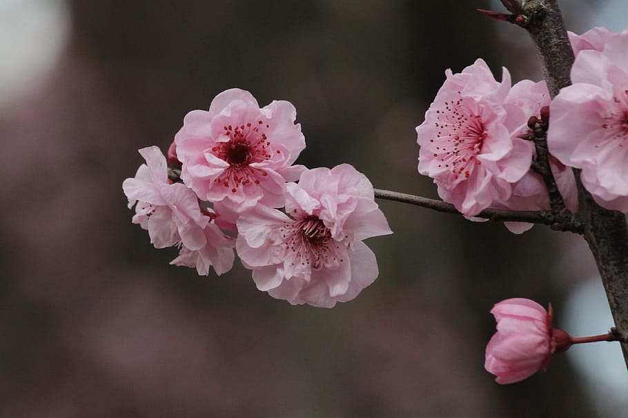 flor de cerezo, Sakura, cerezos japoneses, árbol, rosa, cereza ornamental, floración, primavera, naturaleza, cereza