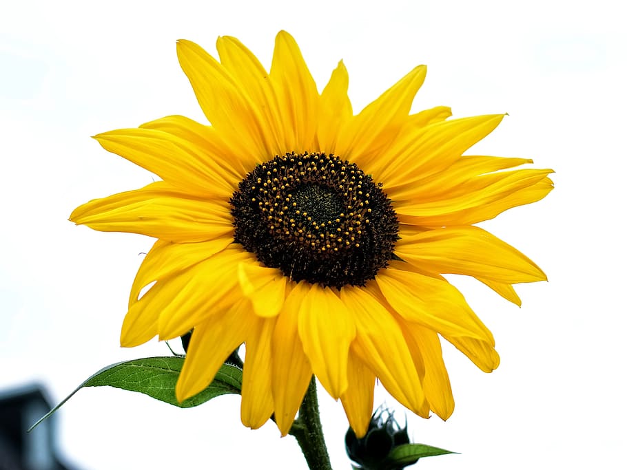 Mekar, Bunga Matahari, Kuning, bunga, musim panas, alam, tanaman, dekat, cerah, kerapuhan