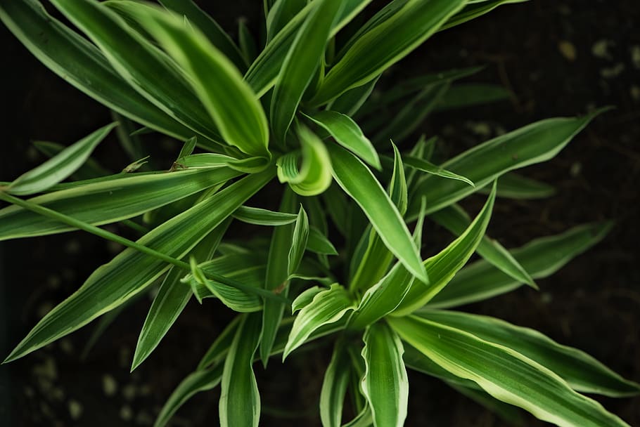 leaves, green, plant, garden, decoration, plant part, leaf, green color, growth, close-up