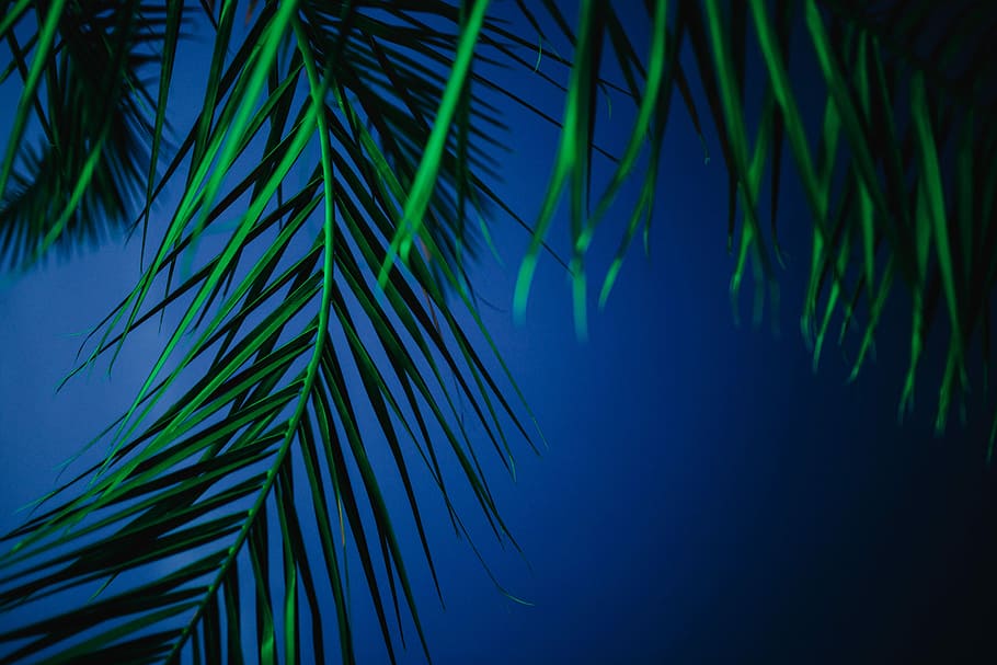 palmeras iluminadas, iluminado, palmeras, abstracto, verde, naturaleza, hojas, iluminación, noche, color