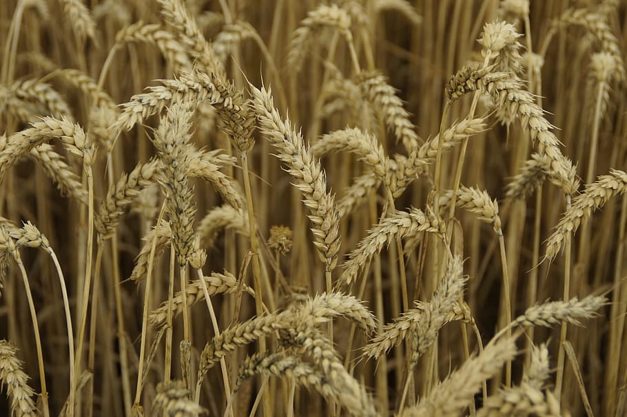 Wheat, Spike, Cornfield, Agriculture, wheat spike, cereal plant, crop, plant stem, plant, full frame
