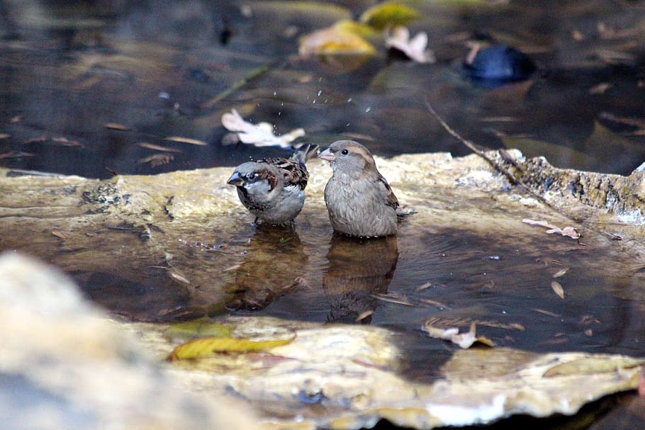 sparrow, passer domesticus, nature, water, outdoors, river, living nature, house sparrow, feathered race, animals
