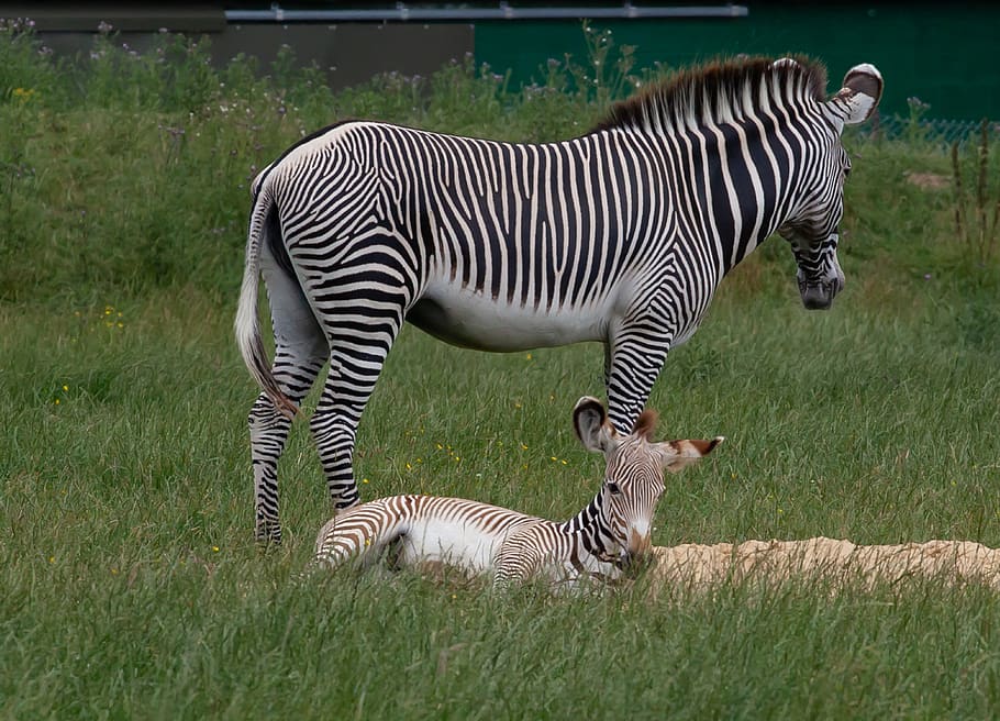 zebra and baby, baby zebra, zebra, animal, africa, safari, wildlife, mammal, baby, nature