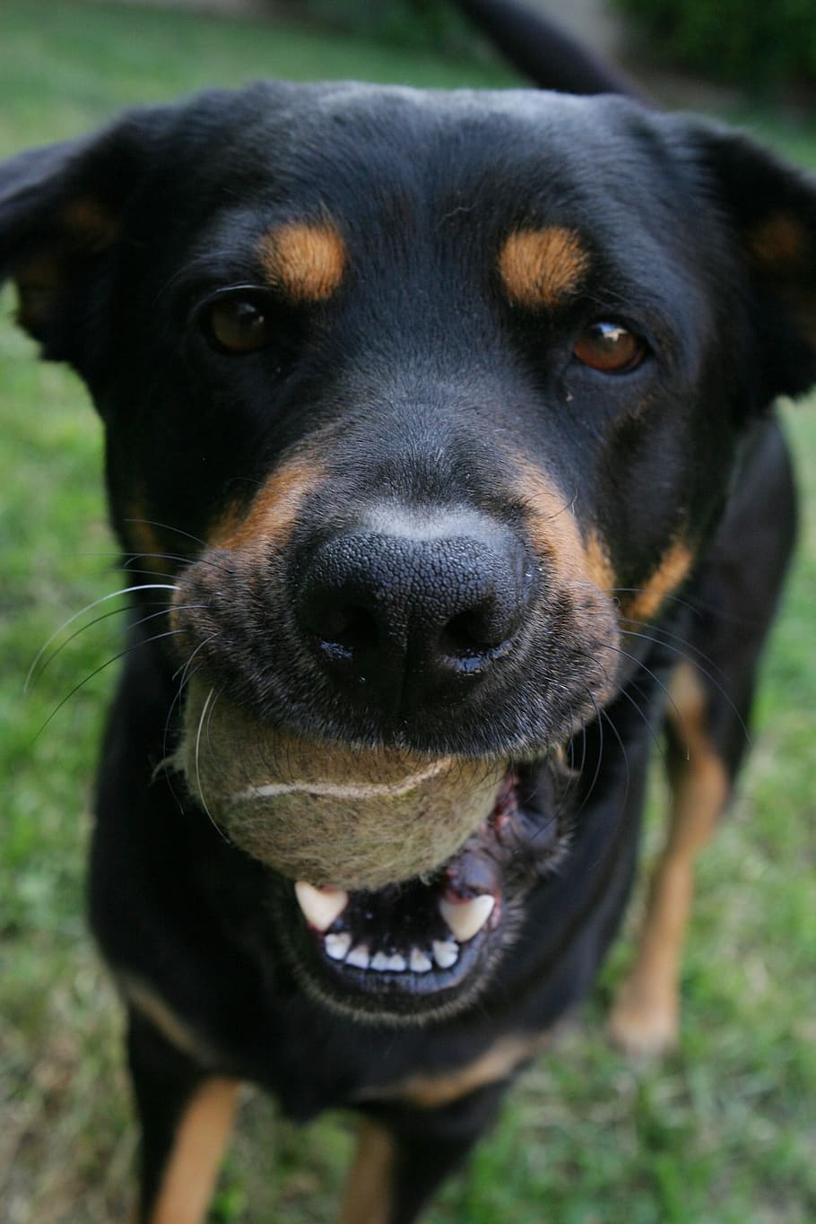 Anjing, Bola, Hewan Peliharaan, Hewan, doggy, bermain, permainan, mengambil, teman, melihat kamera