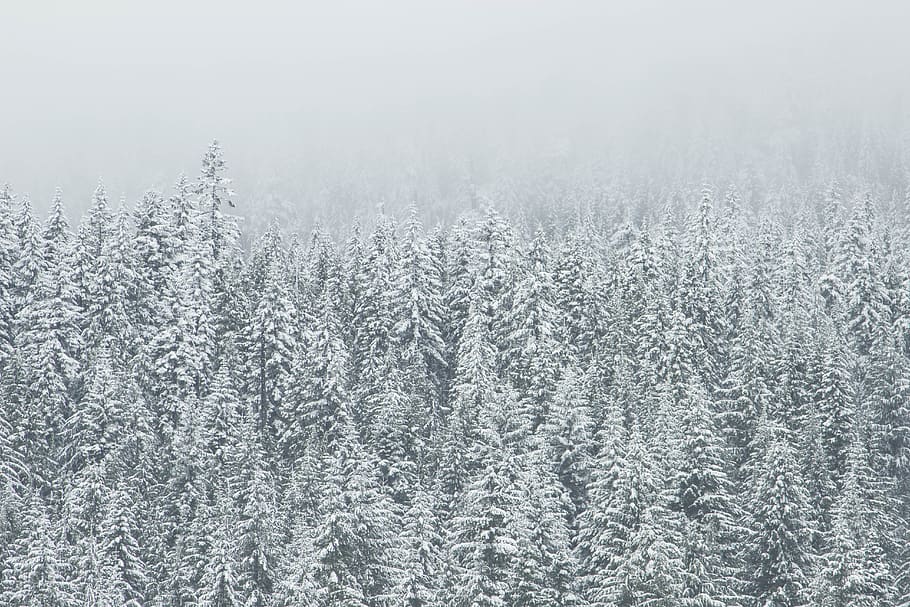 invierno, bosque, árboles, nieve, tormenta de nieve, niebla, gris, temperatura fría, sin gente, medio ambiente