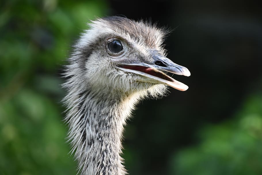 brown, ostrich, head photography, head, photography, the ostrich, rhea, profile, close-up, animal