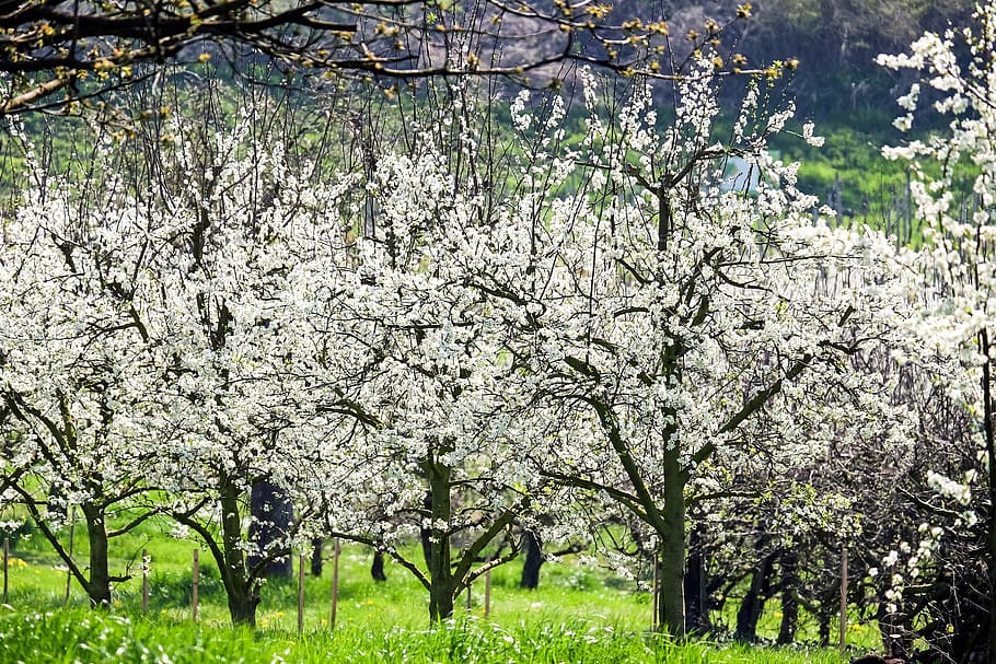 white, flowering tree, green, grass field, cherry blossom tree, painting, cherry trees, bloom, cherry blossoms, kaiserstuhl