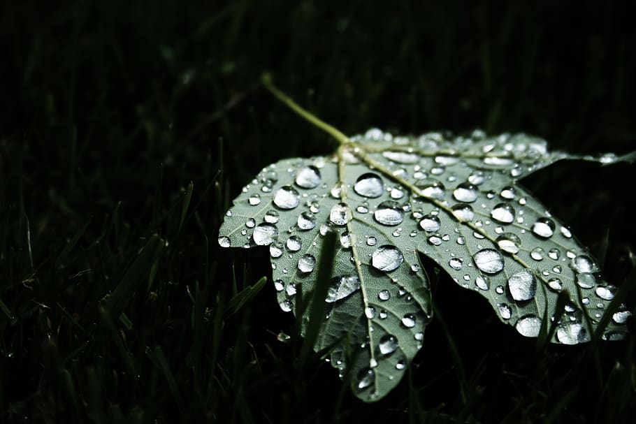 leaf, maple leaf, water droplets, wet, nature, black background, dew, green, plant, drop