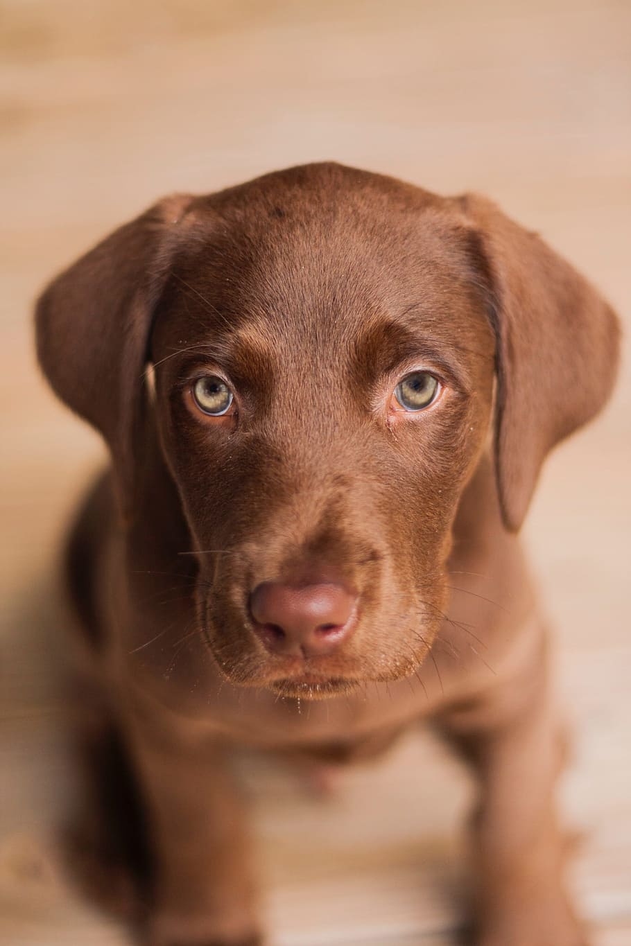 Labrador, perro, cachorro, mascota, lindo, piel marrón, mascotas, labrador retriever, animal, canino