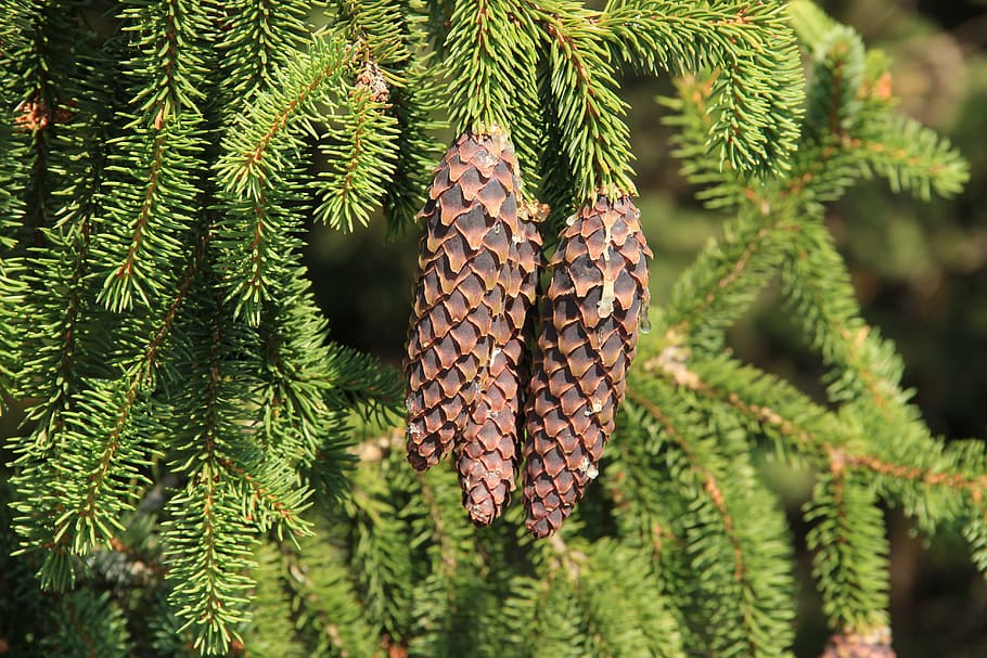 spruce, cone, pine cone, bad luck, tree, plant, growth, leaf, green color, pine tree