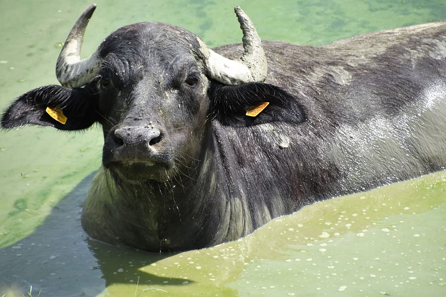 búfalo, animal, ganado, naturaleza, búfalo de agua, temas de animales, mamífero, animales domésticos, un animal, vertebrado