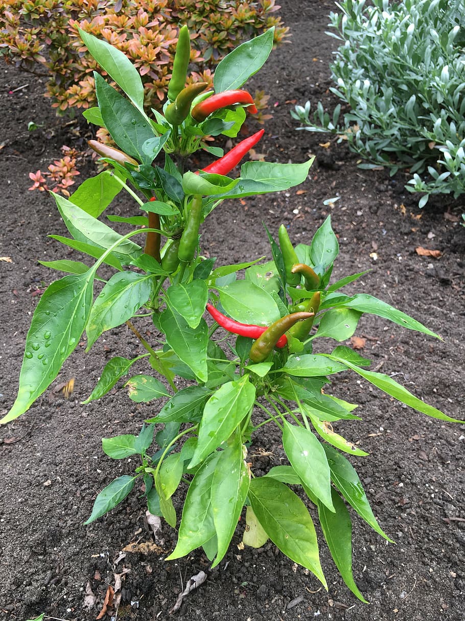 Pepper Chilli Spicy Spice Vegetable Plant Chili Food