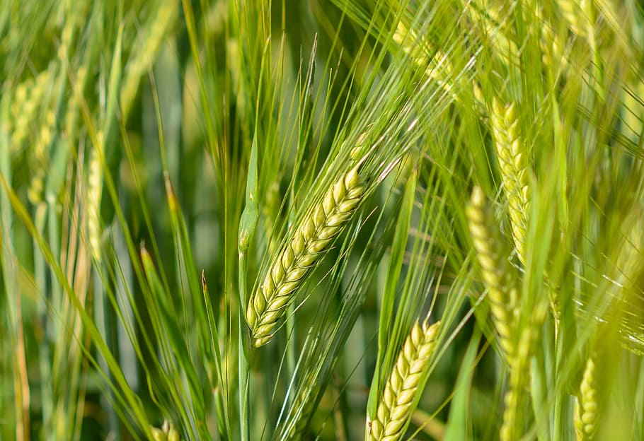 Spike, Wheat, Cereals, Grain, Field, wheat field, cornfield, plant, eat, food