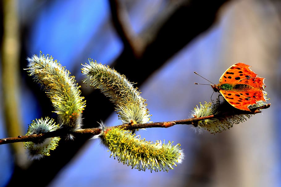 mariposa de coma, encaramado, verde, hoja, selectiva, fotografía de enfoque, mariposa, rama, primavera, insecto