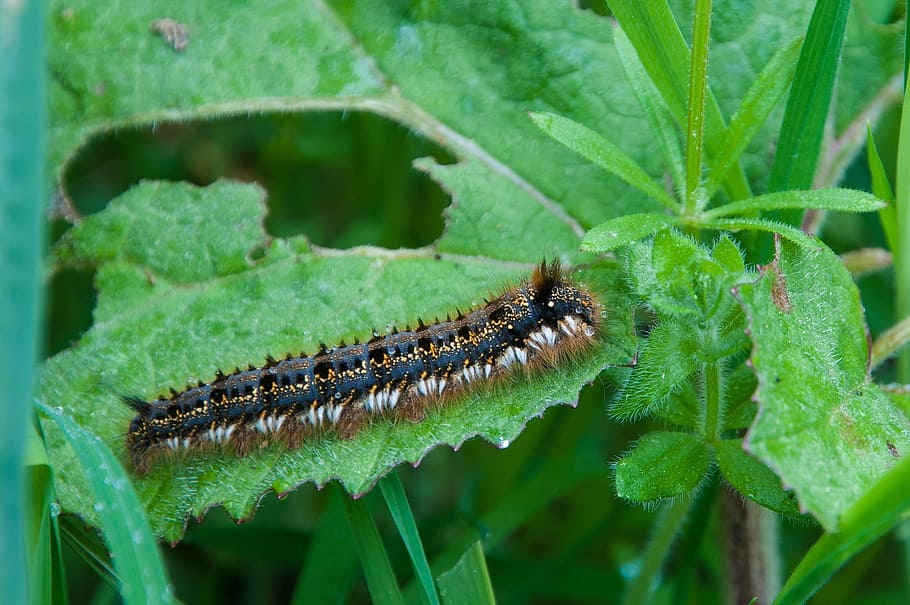 caterpillar, hairy, eat, thick caterpillar, nature, animals, animal wildlife, animal, insect, one animal