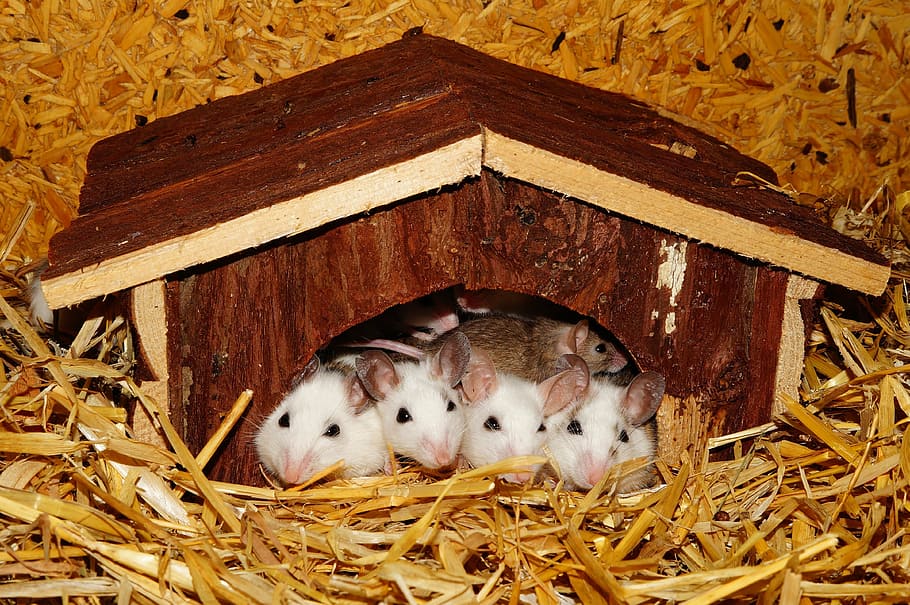 four, white, hamsters, inside, brown, wooden, house, mastomys, cottage, together