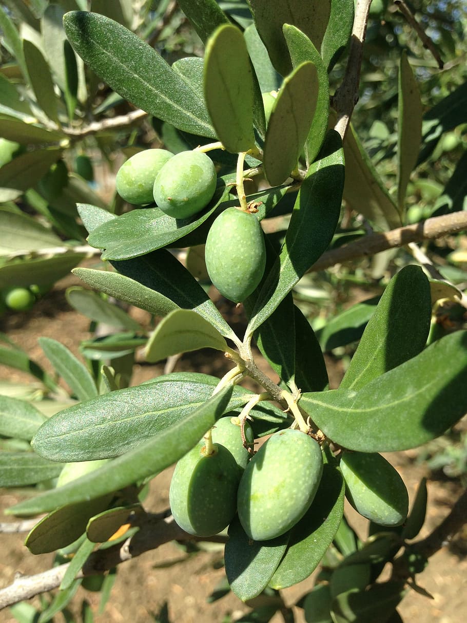aceitunas, olivo, Sicilia, oelfrucht, rama de olivo, planta, naturaleza, aceitunas frescas, fruta, alimentos