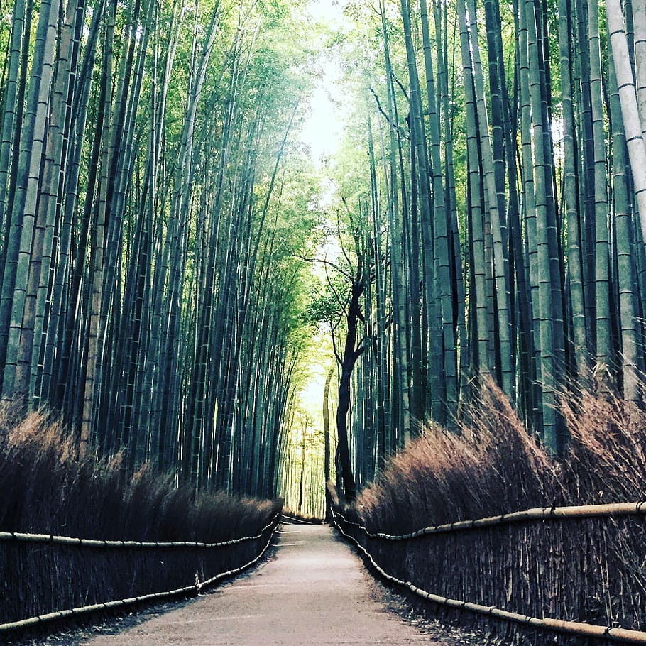 fotografia, verde, caminho, grama de bambu, durante o dia, natureza, bambu, viagem, aventura, folhas