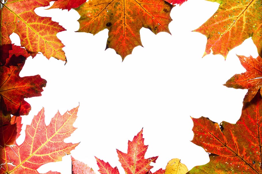 autumn, leaves, background, colorful, red, orange, yellow, hell, leaf, plant part