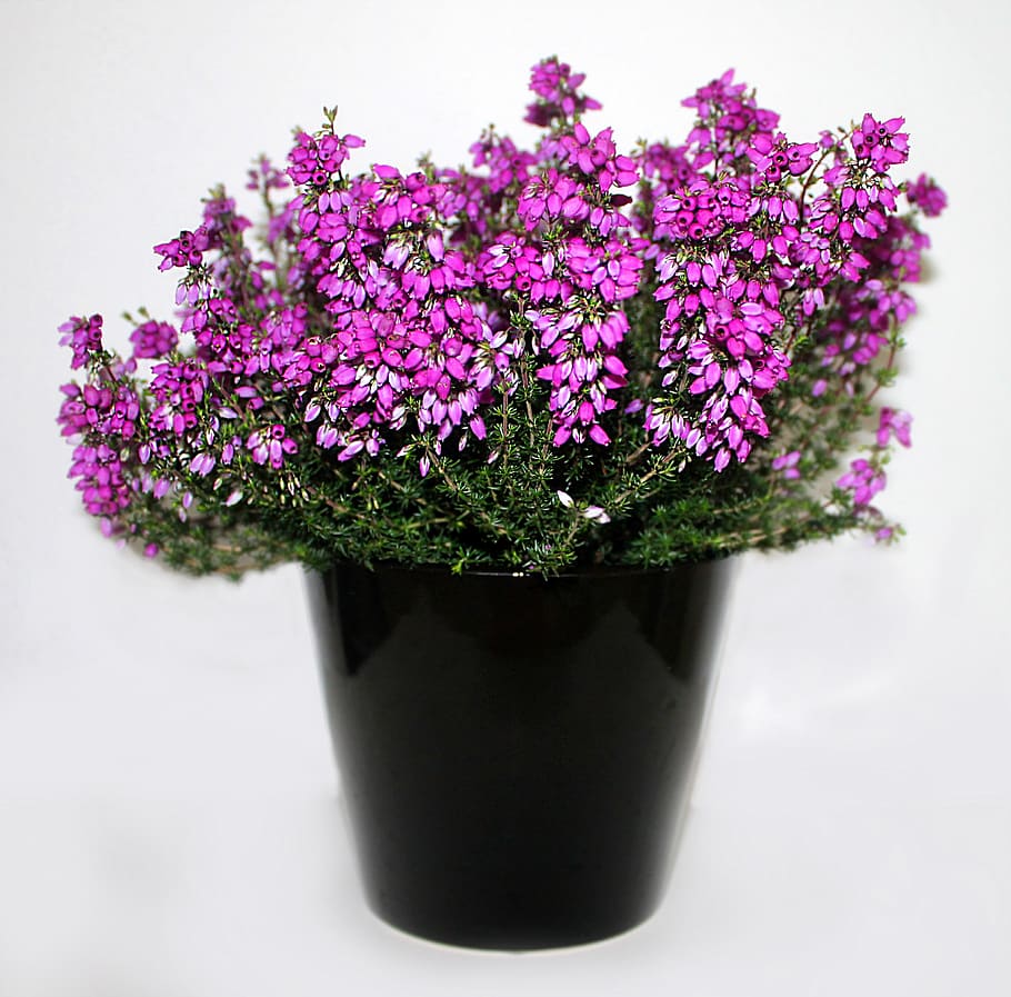heather, flower, purple, plant, flowers, pink, potted plant, flowering plant, growth, freshness