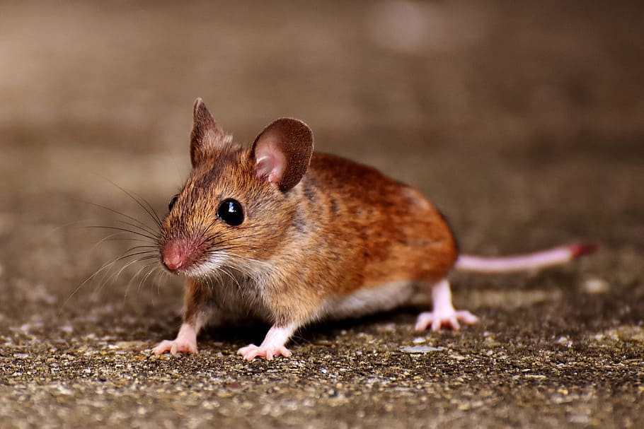 brown rat, wood mouse, nager, cute, mouse, rodent, fur, apodemus sylvaticus, button eyes, small