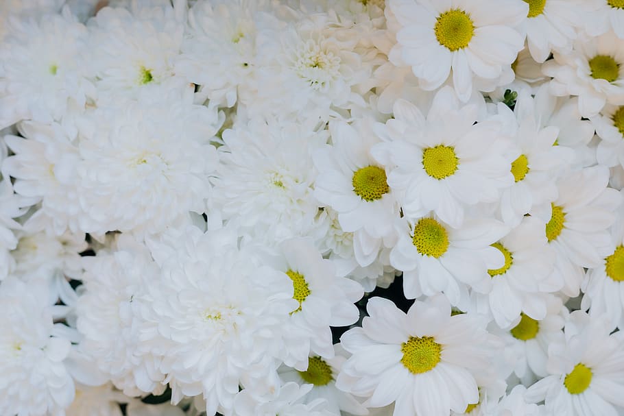 flores, fundo, flor, fundos, planta com flor, vulnerabilidade, fragilidade, planta, cor branca, frescor