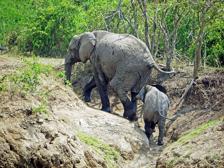 gajah, uganda, naik, hewan, bayi, muda, hiking, siang, hewan liar, afrika
